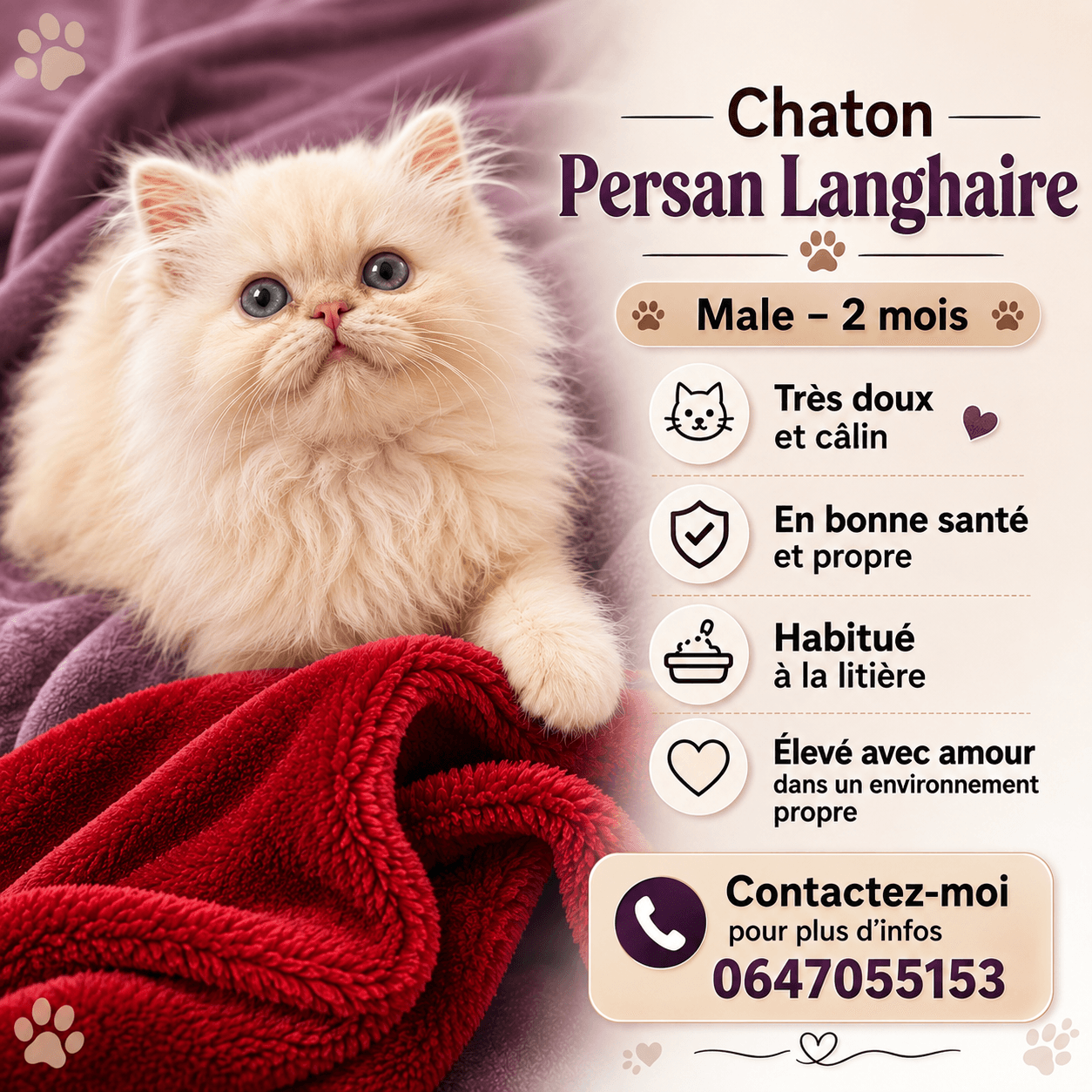 Chaton Persan à vendre
