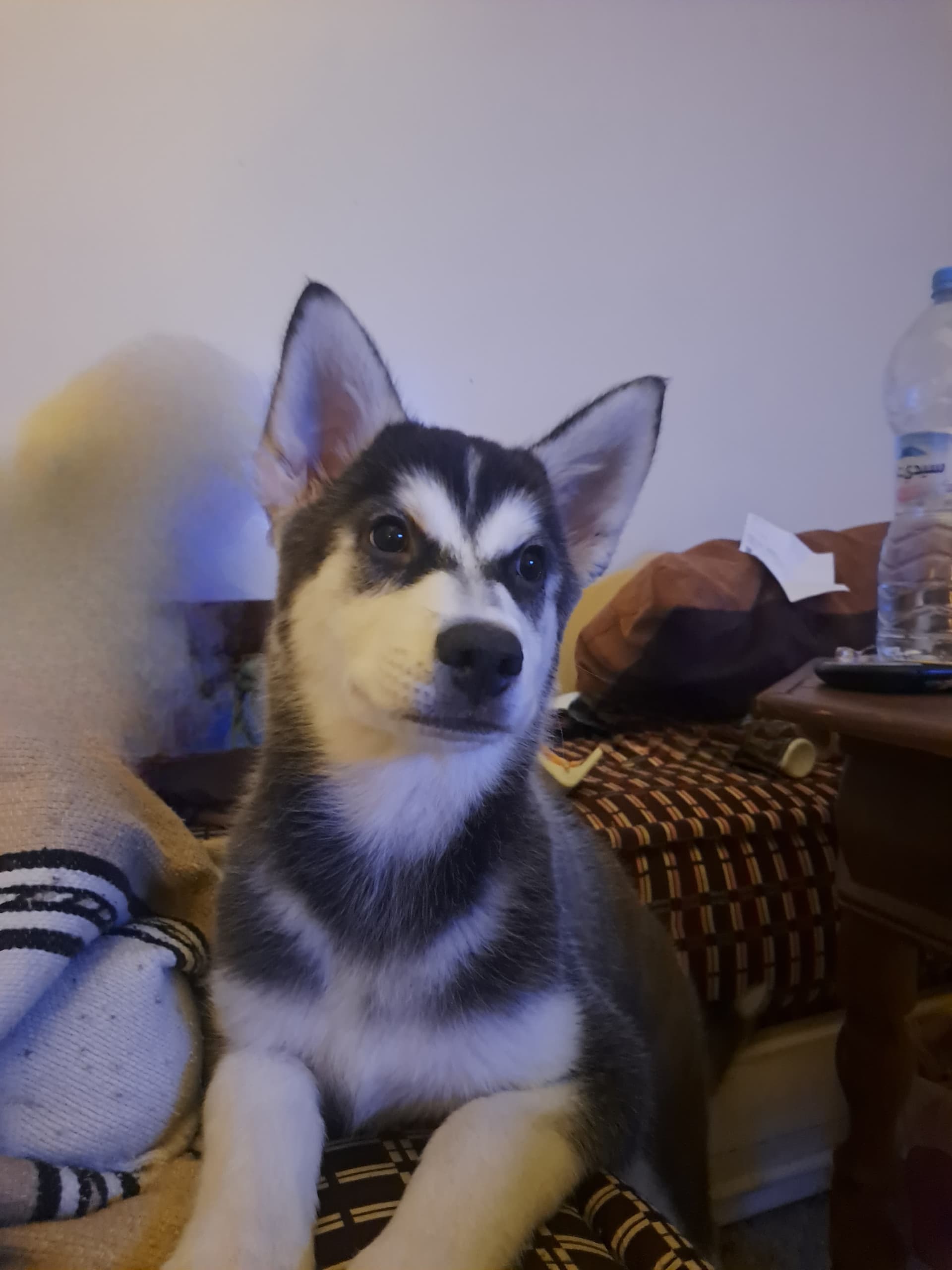 Husky x malamute